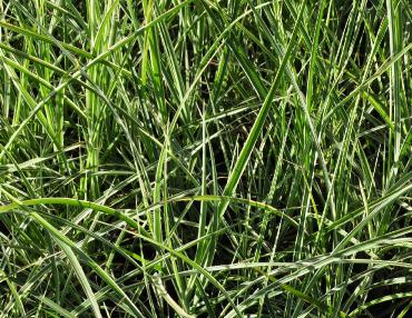 Miscanthus sinensis 'Variegatus' 2