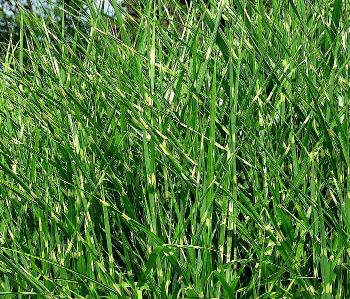 Miscanthus sinensis 'Zebrinus' habitus