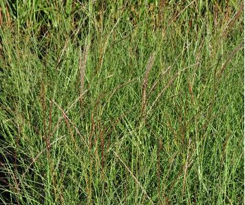 Miscanthus sinensis 'Yakushima Dwarf'