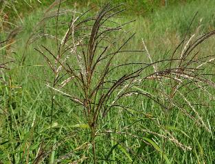 Miscanthus sinensis 'Silberturm' aren