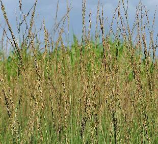 Molinia caerulea 'Heidebraut' bloei september