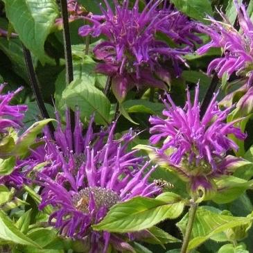 Monarda-Blaustrumph-bergamotplant-lilapaarse-bloemen