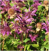 Monarda 'Aquarius' bijenplant 2