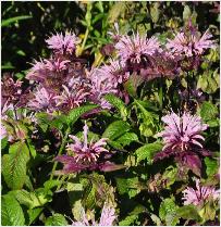 Monarda 'Beauty of Cobham' bloemen vnn
