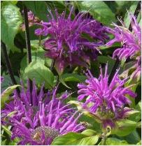 Monarda 'Blaustrumph'