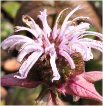 Monarda Bradburiana vnn