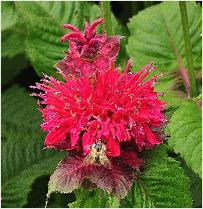 Monarda Fireball' met bij op bezoek