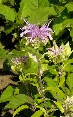 monardafistulosa2