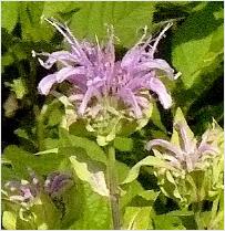 Monarda 'Gardenview'Scarlet'2