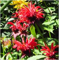 Monarda 'Gardenview'Scarlet'2