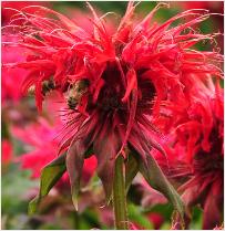 Monarda goede bijenplant 'cambridge scarlet 'vn