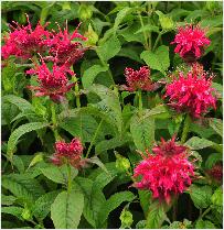 Monarda 'Mahogany'rode bergamotplant