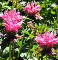 Monarda 'Marshalls Delight' closeup vn