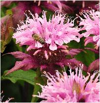 Monarda 'Petite Delight' bijen bezoek vn2