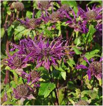 Monarda 'Prairienacht' bijenplant vnn