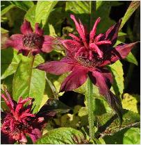 Monarda 'Mahogany'rode bergamotplant