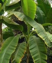 musa-bananenboom