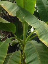 musa