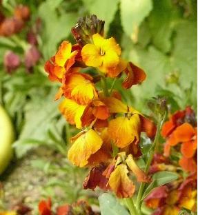 muurbloem-Erysimum-closeup