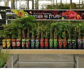 Mynaturalinspirationplanteslefruit