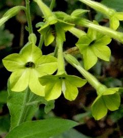 nicotania-limegreen-3