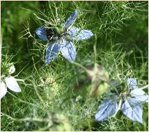 Nigella2