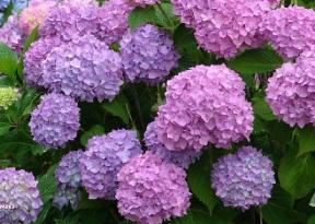 Hydrangea macrophylla 'Générale Vicomtesse de Vibraye' 1