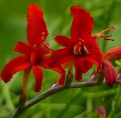 Crocosmia Lucifer 