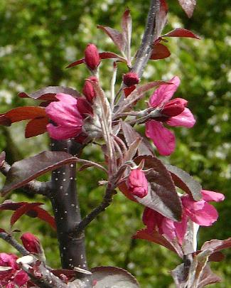 Sierappel 'Moulin Rouge'