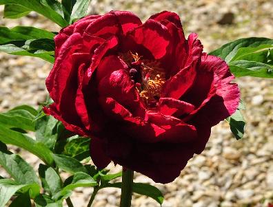 Paeonia-hybride-Rosedale-karmijnrood-halfdubbelebloem