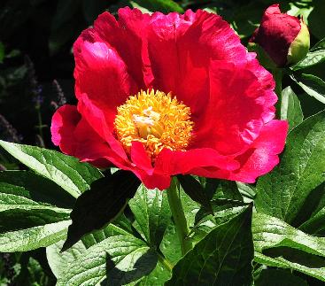 PaeoniahybrideAmericacloseupgeurendscharlakenroodenkelvoudigebloem