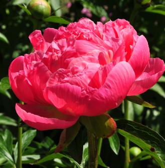 Paeonia hybride 'Coral and Gold 'koraalroze bloem     geel hart halfdubbele bloem closeup