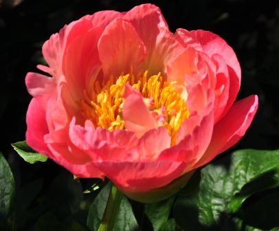 Paeonia hybride 'Coral Sunset' closeup vn