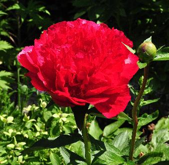 Paeonia hybride 'J.e. Bockstoce 'closeup vn wijnrood dubbele bloem