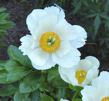 Paeonia hybride 'Prairie Moon' wit, lichtgele, halfdubbele middelvroege bloemen