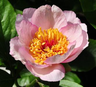 Paeonia hybride 'Requiem' closeup roomwitroze enkele bloem vroeg tot middelvroeg