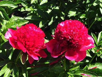 PaeoniahybrideRedCharmedubbelebloemgeurend