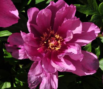 Paeonia 'Itoh First Arrival'lavendelkleurig-lichtrozehalfdubbelebloemcloseup