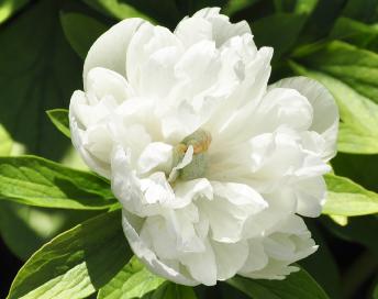 Paeonia officinalis 'Alba Plena' closeup bloeiwijze