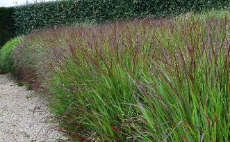 Panicum-virgatum-Squaw- groepsbeplanting- blokbeplanting