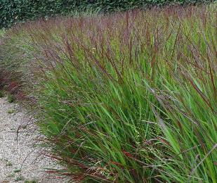 Panicum virgatum 'Squaw'