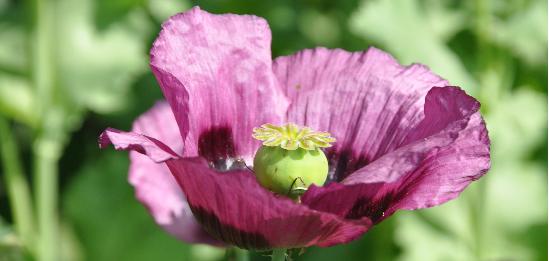 Papaver