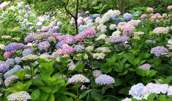 Pastelkleurige hortensia's in de border - eind juli - foto genomen kwekerij Sterken juli