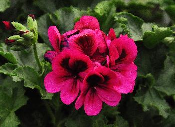 PelargoniumAshby2