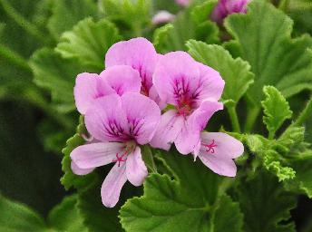 PelargoniumSarahJane