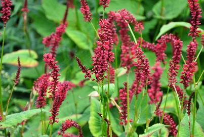 Persicaria amplexicaulis  'Red Baron' 