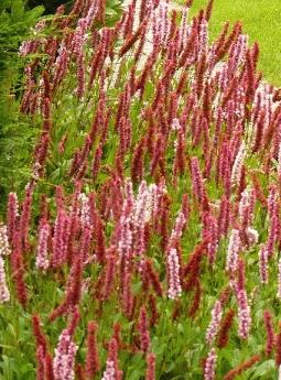 Persicaria affinis