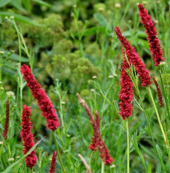 Persicaria amplexicaulis  'Fat Domino' 