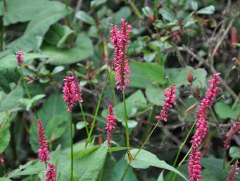 Persicaria amplexicaulis 'Taurus'