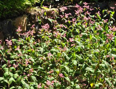 Persicaria-campanulata-Festival